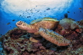   Green Turtle  